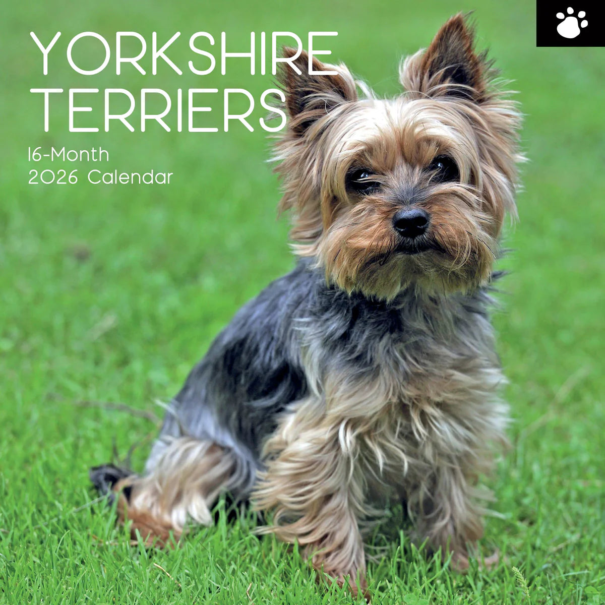 2026 Paw Prints Yorkshire Terriers – Square Wall Calendar| The Gifted Stationery Co. (GSC261123) 2026 Paw Prints Yorkshire Terriers – Square Wall Calendar| The Gifted Stationery Co. (GSC261123)